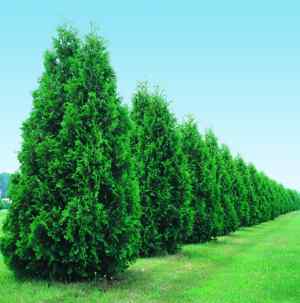Arborvitae-Green Giant 10-12 [Thuja plicata 'Green Giant']